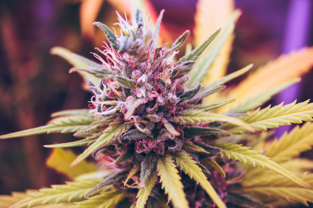 Buy Cheap Weed Online in Canada – Affordable Premium Cannabis Delivered Across Canada
